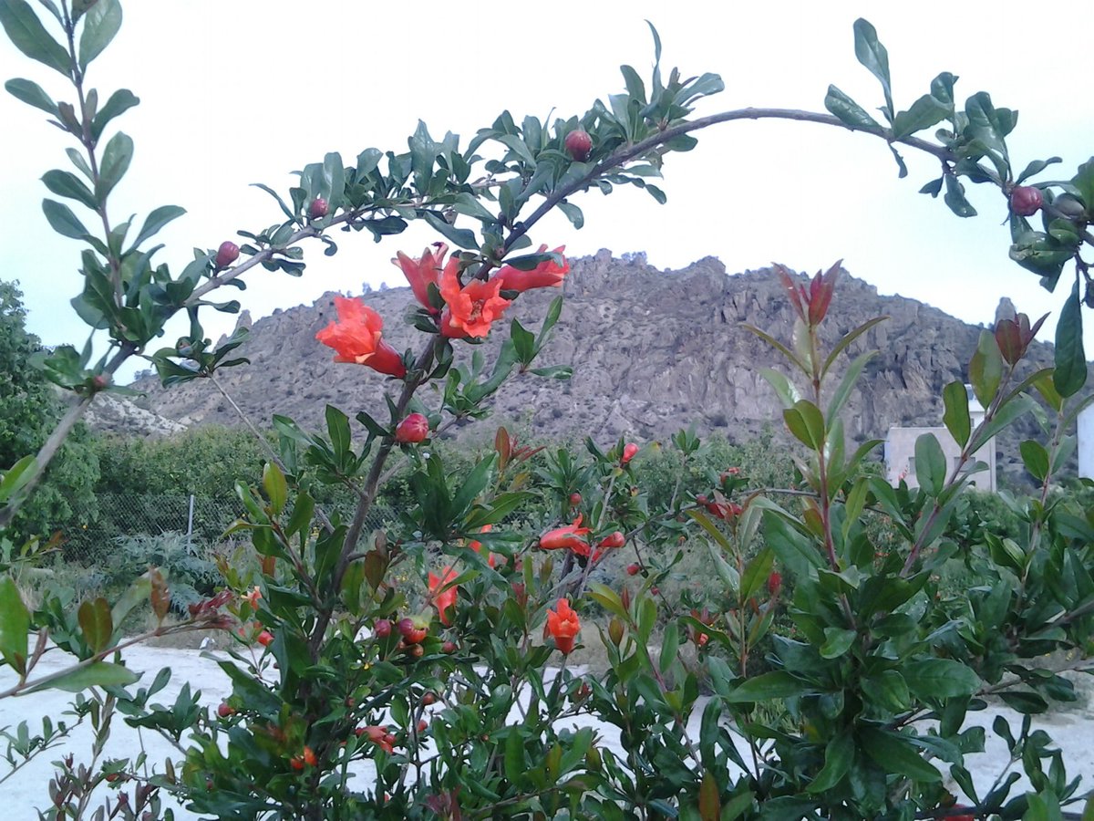 فراشه tweet media