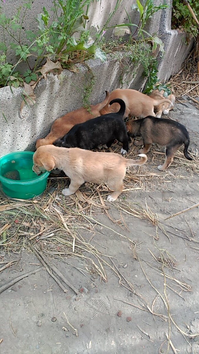 castillo_susii's tweet photo. Estos perritos están en la calle buscan hogar,por favor quien este interesado que avise cuanto antes mejor.RT https://t.co/zddUqmtZ35