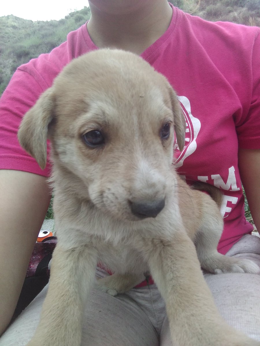 castillo_susii's tweet photo. Estos perritos están en la calle buscan hogar,por favor quien este interesado que avise cuanto antes mejor.RT https://t.co/zddUqmtZ35