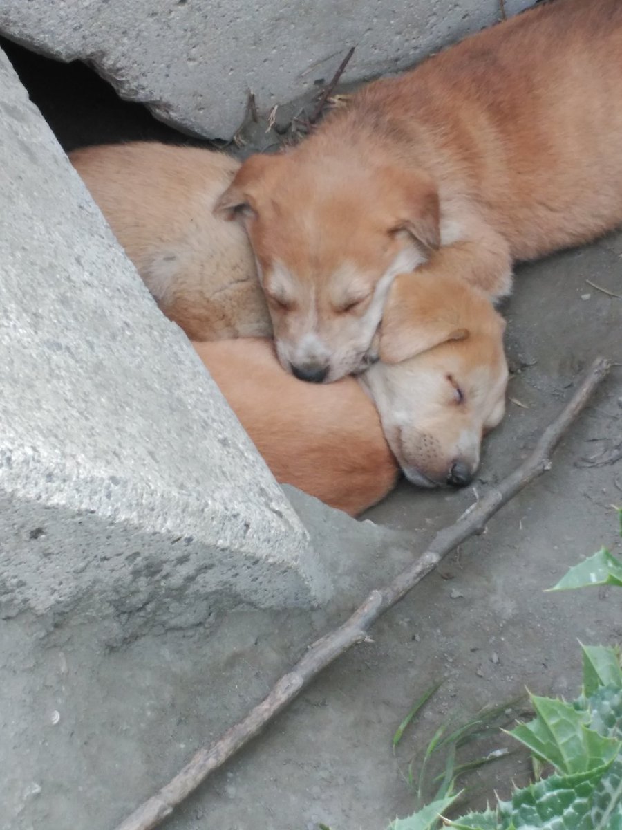 castillo_susii's tweet photo. Estos perritos están en la calle buscan hogar,por favor quien este interesado que avise cuanto antes mejor.RT https://t.co/zddUqmtZ35
