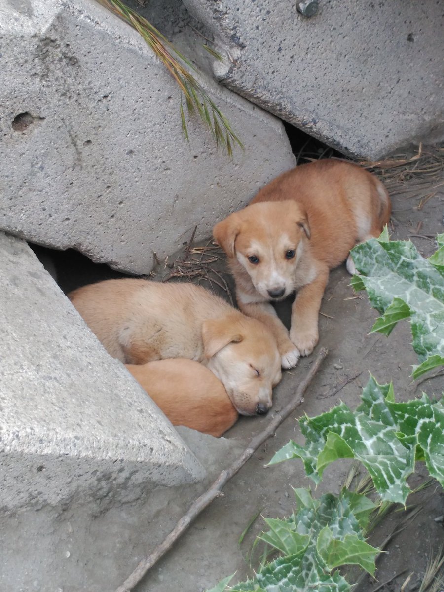 castillo_susii's tweet photo. Estos perritos están en la calle buscan hogar,por favor quien este interesado que avise cuanto antes mejor.RT https://t.co/zddUqmtZ35