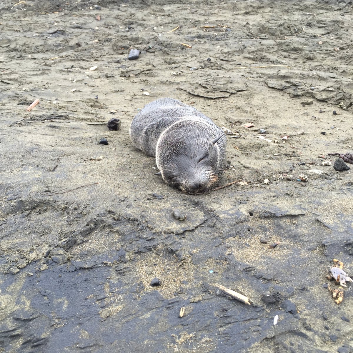 SFPD's tweet photo. Stranded seal saved by @SFPDTaraval today; officers protected it from crows &amp; off-leash dog til @TMMC arrived. #SFPD https://t.co/3IRouQXvr2