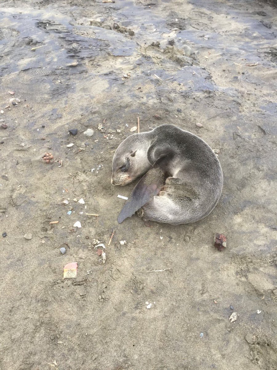 SFPD's tweet photo. Stranded seal saved by @SFPDTaraval today; officers protected it from crows &amp; off-leash dog til @TMMC arrived. #SFPD https://t.co/3IRouQXvr2