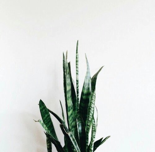 what layout out (poll below)