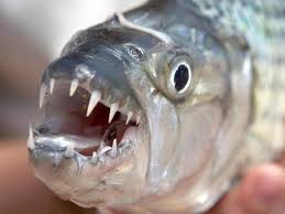 ServigrupEc's tweet image. #Datocurioso El voraz pez tigre africano Hydrocynus vittatus es capaz de cazar golondrinas migratorias en vuelo