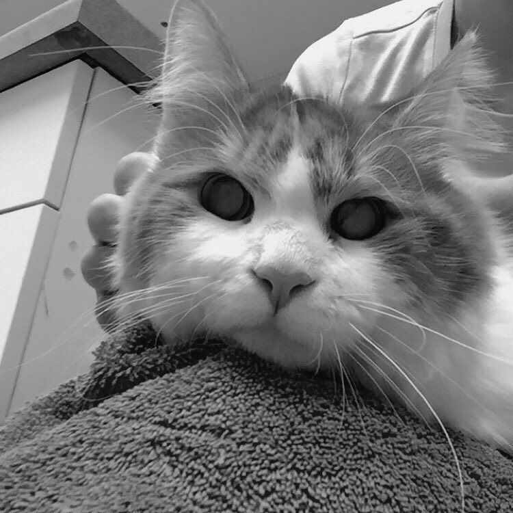 VioletDoolittle's tweet photo. Keep your kitties away from lilies, and keep my kitty In your prayers. 😔 #charlieorange #v… https://t.co/znfzKVVlJz https://t.co/IINxBRVzyi