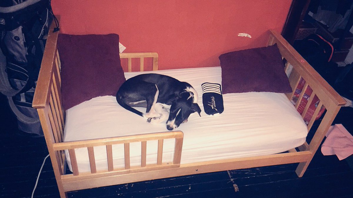 Caitlin_Allen3's tweet photo. When grandma says you can have her doggy bed..... https://t.co/5SiPu7YFVq