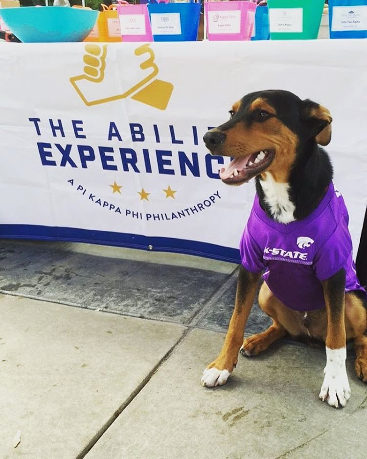 AbilityEXP's tweet photo. Having a cute dog like @ollie_phi at your table always helps w/ fundraising. Nice approach, @KStatePiKapp. https://t.co/CRExZJ4lBn