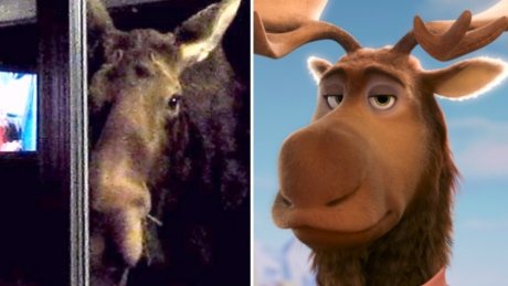 CBCCalgary's tweet photo. The real Peter Moosebridge lives in Alberta and watches CBC https://t.co/OG8MbxKFe2 https://t.co/kCk2dlQWe0