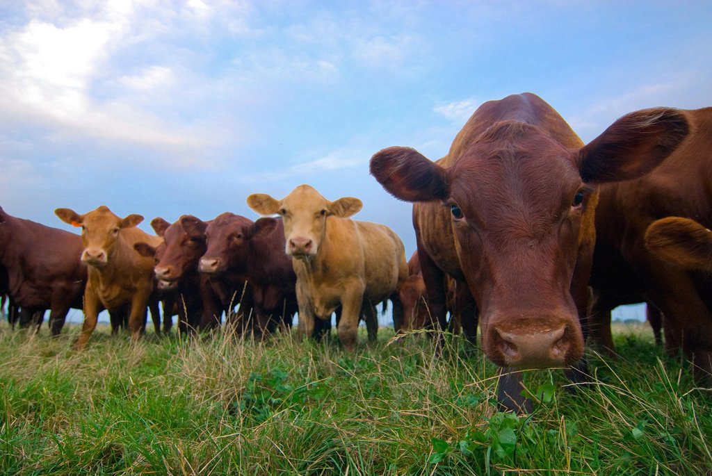 PaleoFX's tweet photo. Small changes in your life can lead to big changes in others: https://t.co/gY3X2v7sDg #savesmallfarms https://t.co/sXFnvYuVYS