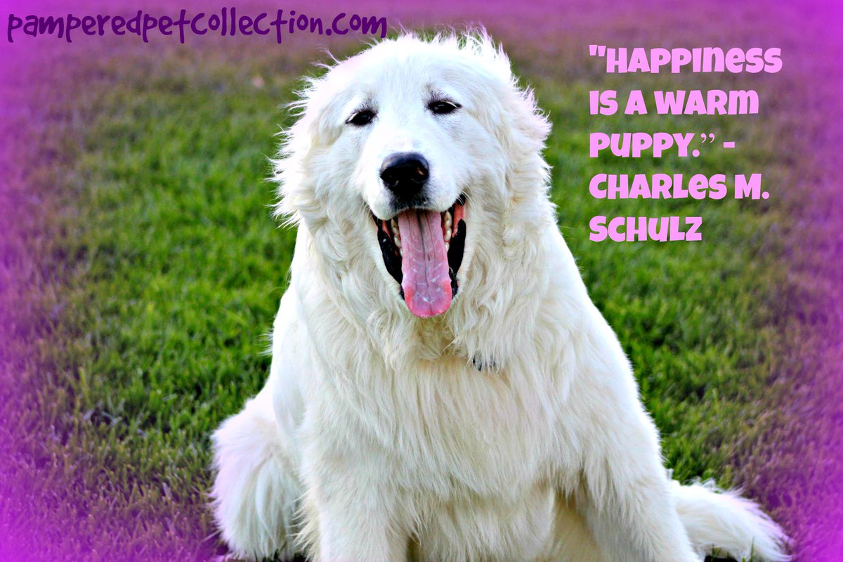 Quote of the Day! #dogs #welovepets #quote #Peanuts