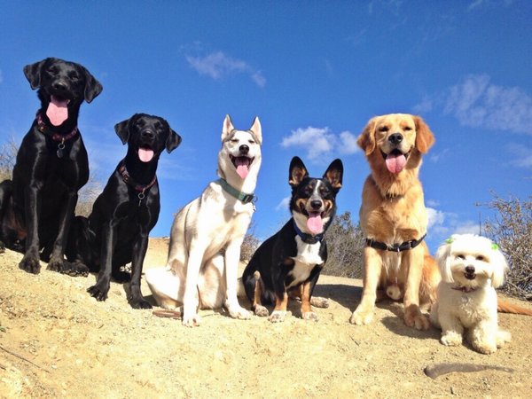 tumbIerposts's tweet photo. best thing I've seen all day ☺️😍🐶 https://t.co/4uqfAWpkcc