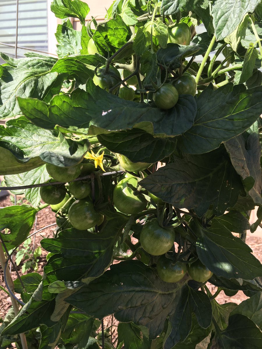 ManorGrows's tweet photo. I think I will get a few tomatoes. #gardeningisfun #GrowYourOwn https://t.co/9aLAfvRs5C