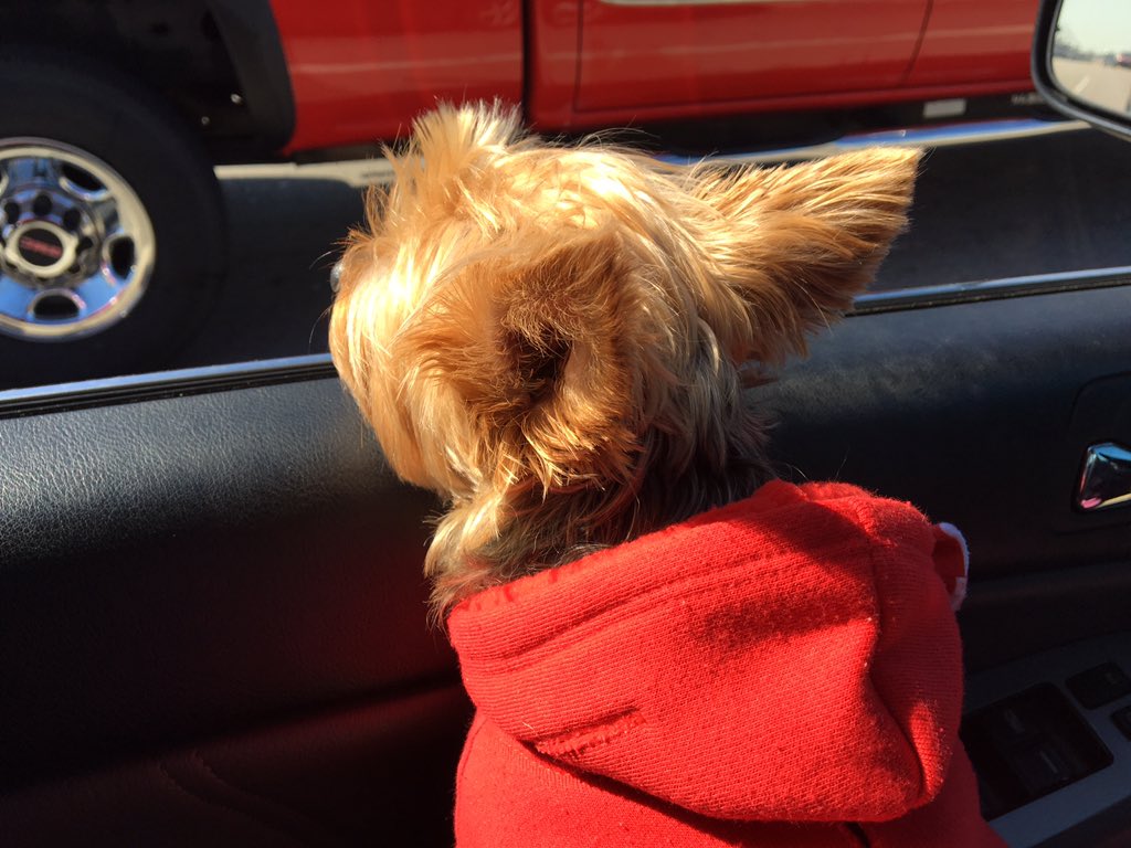 drkaplan_core's tweet photo. Machi got to visit AC today. Thanks to everyone who hung out and fed her people food 🌟 https://t.co/B1SQwRvVbn