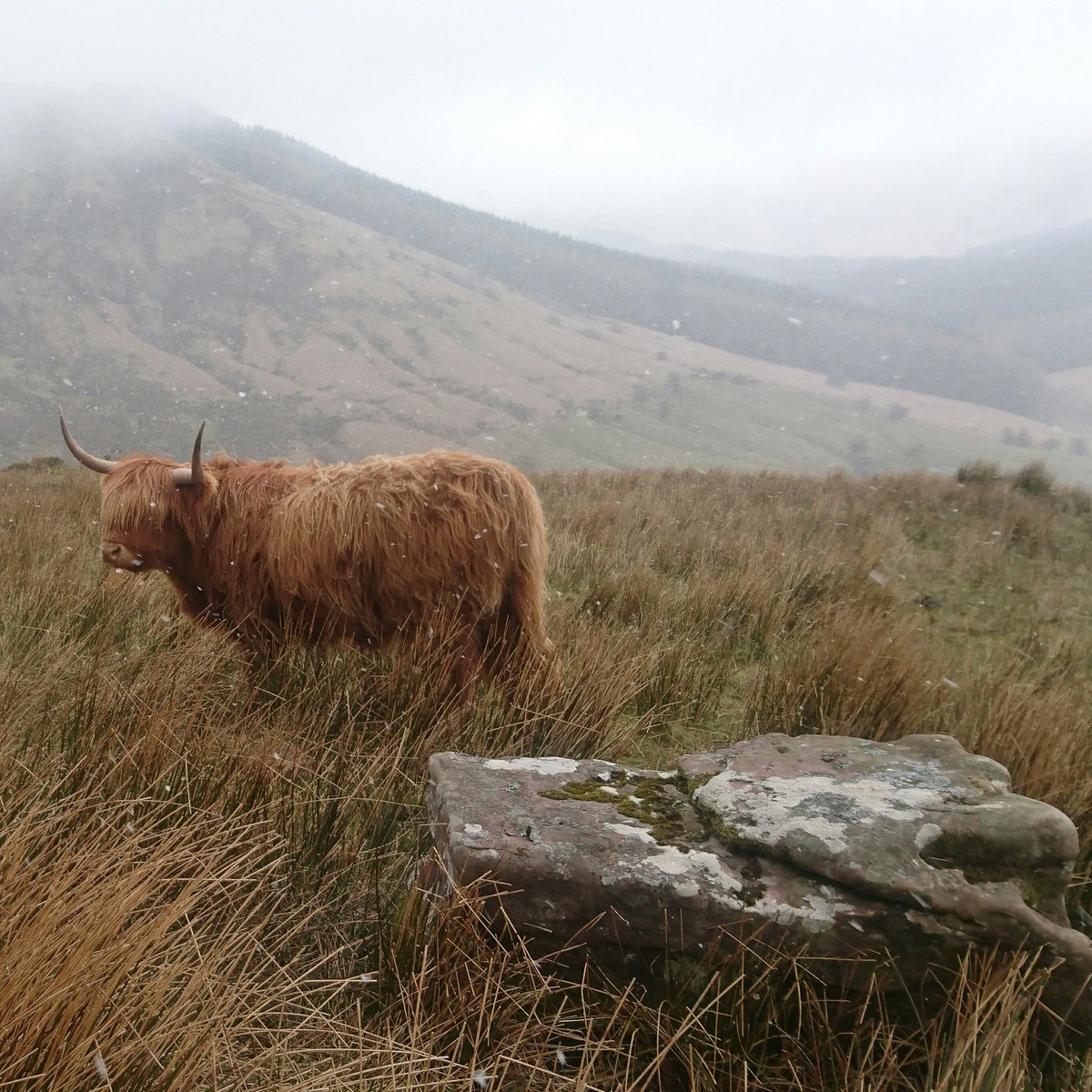 RichManning67's tweet photo. On top of #GospelPass today :-) #snow #highlandcattle #cycling #Wales #cantfeelmytoes https://t.co/xfFnQO9Cp8