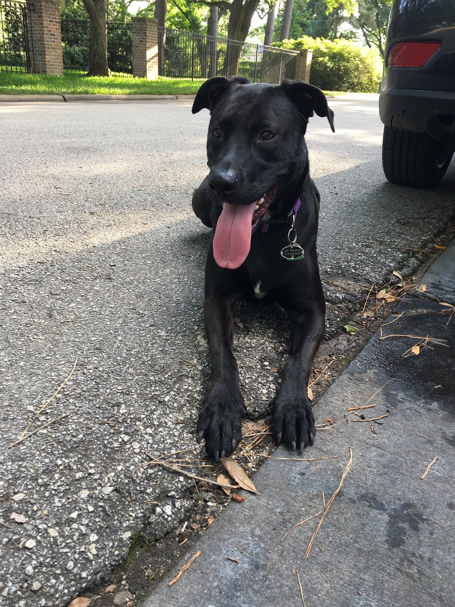 Feltner_StartUp's tweet photo. Good runner doggy #runnermix https://t.co/0GmsAB7UsC
