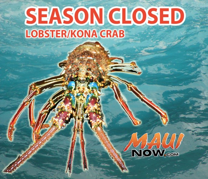 MauiNOW's tweet photo. Lobster and Kona Crab Season Closes May 1 https://t.co/dIlGYOFHxm https://t.co/jp3fEP7ok2