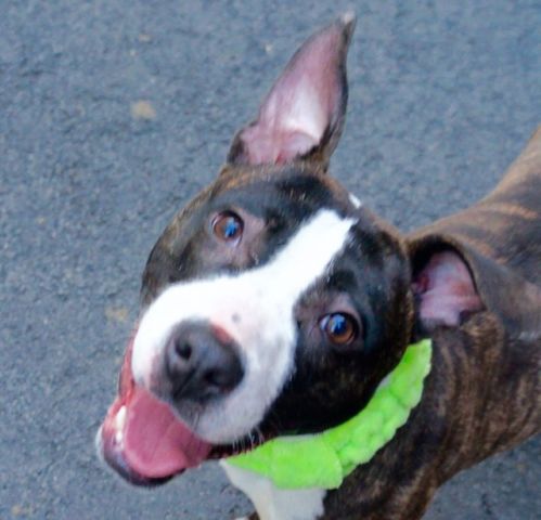gaviota330's tweet photo. https://t.co/WEKF0yVoFP
2 DIE 4/28
AFFECTIONATE PUP
2RESERVE
https://t.co/6NhOrGsLZ6 
RESCUE
HELPDOGS@URGENTPODR.ORG https://t.co/AF0sZqqktT