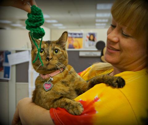 Get crafty! Check out our DYI Easy Crochet Cat Toys for feline fun! bit.ly/1NUJrMz