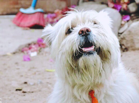 camivv5's tweet photo. Los perros mueven la cola con un músculo llamado corazón ♡
#missing#doglover https://t.co/8xqrGbnR50
