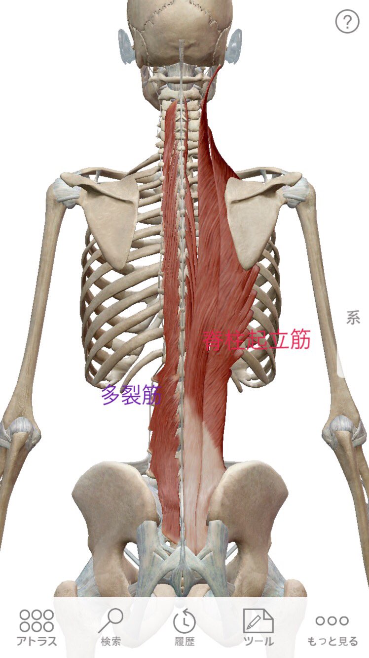 解剖学㊤㊦ Visual Anatomy 視覚解剖学
