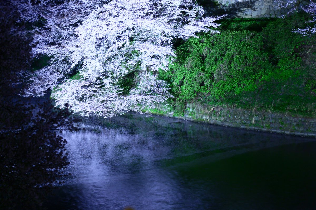 yabusameride's tweet photo. 「夜桜」 

#ファインダー越しの私の世界 
#写真撮ってる人と繋がりたい
#フォト基地
#フォトロケット
#イマソラ
#Canon5D https://t.co/s9oA6i0Fc6