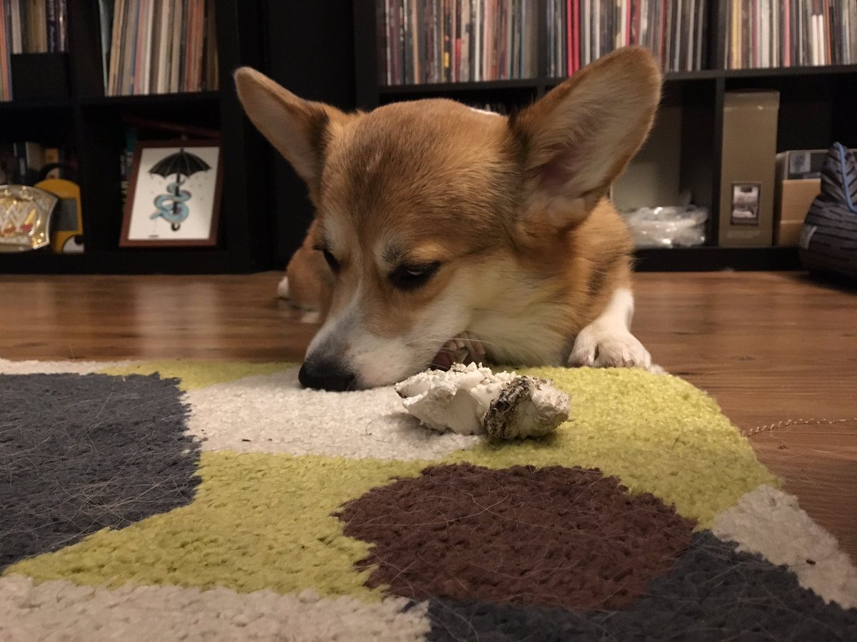 JessicaLRicci's tweet photo. Gathering some pretty strong evidence that Ted is possessed by the ghost in our condo. #notajoke #ihavevideotoo https://t.co/PkabsXF5Yd