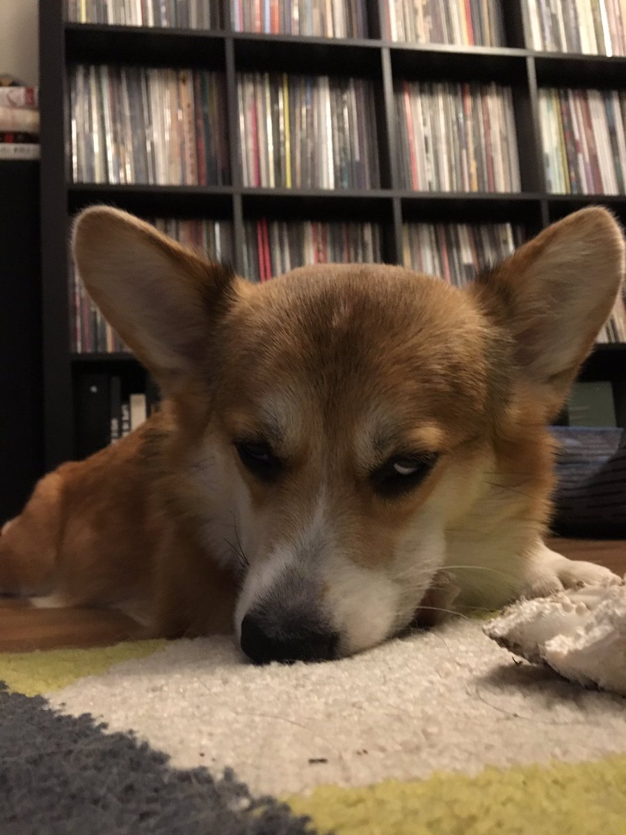 JessicaLRicci's tweet photo. Gathering some pretty strong evidence that Ted is possessed by the ghost in our condo. #notajoke #ihavevideotoo https://t.co/PkabsXF5Yd