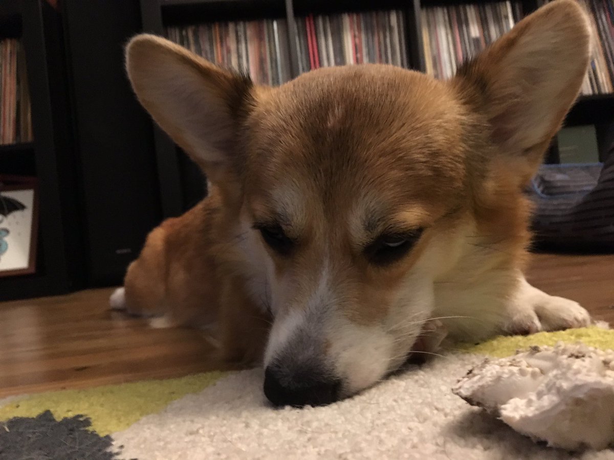 JessicaLRicci's tweet photo. Gathering some pretty strong evidence that Ted is possessed by the ghost in our condo. #notajoke #ihavevideotoo https://t.co/PkabsXF5Yd