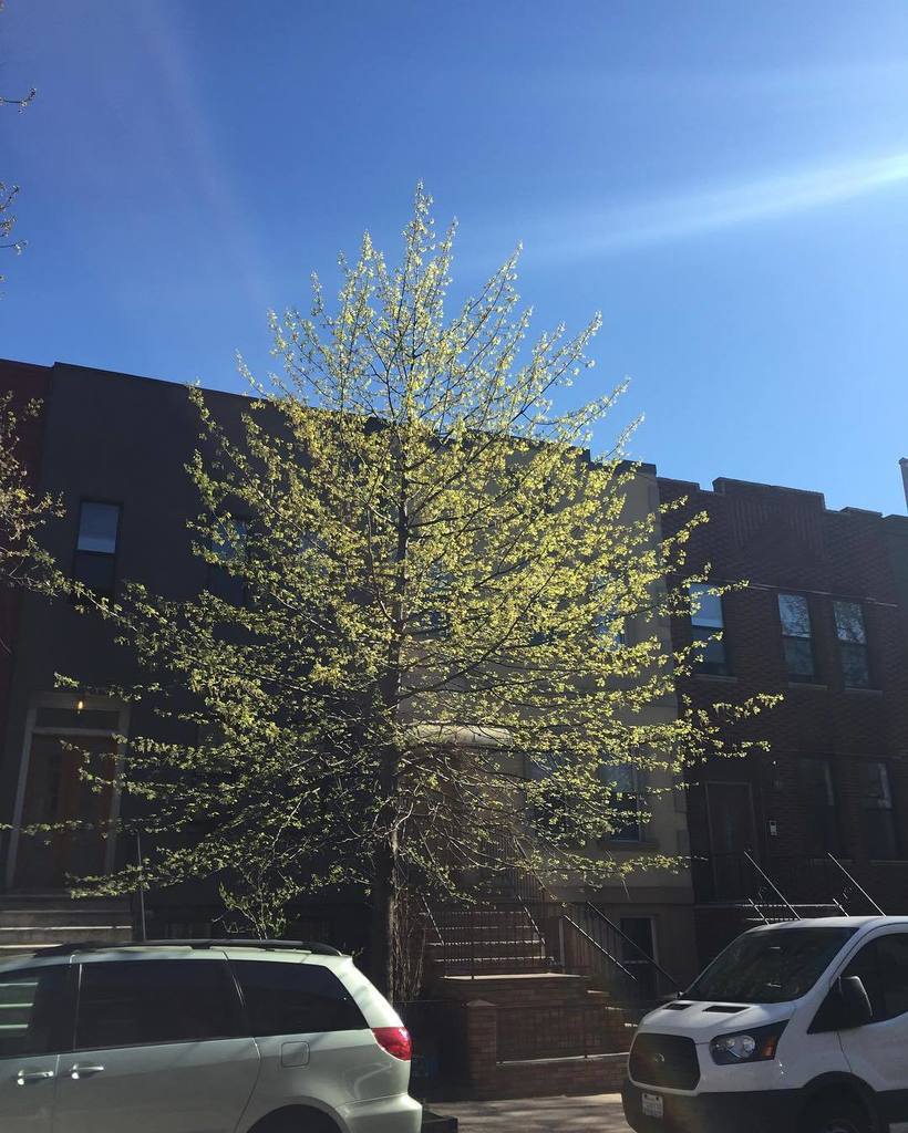 treedomproject's tweet photo. Springing ! https://t.co/HKP1bBJPYE https://t.co/CGoFVuBncE