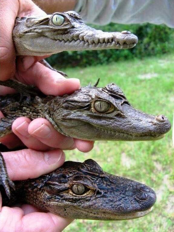 rogervolcano's tweet photo. Crocodile, caiman and alligator in that order. https://t.co/RPfGSBDZfO