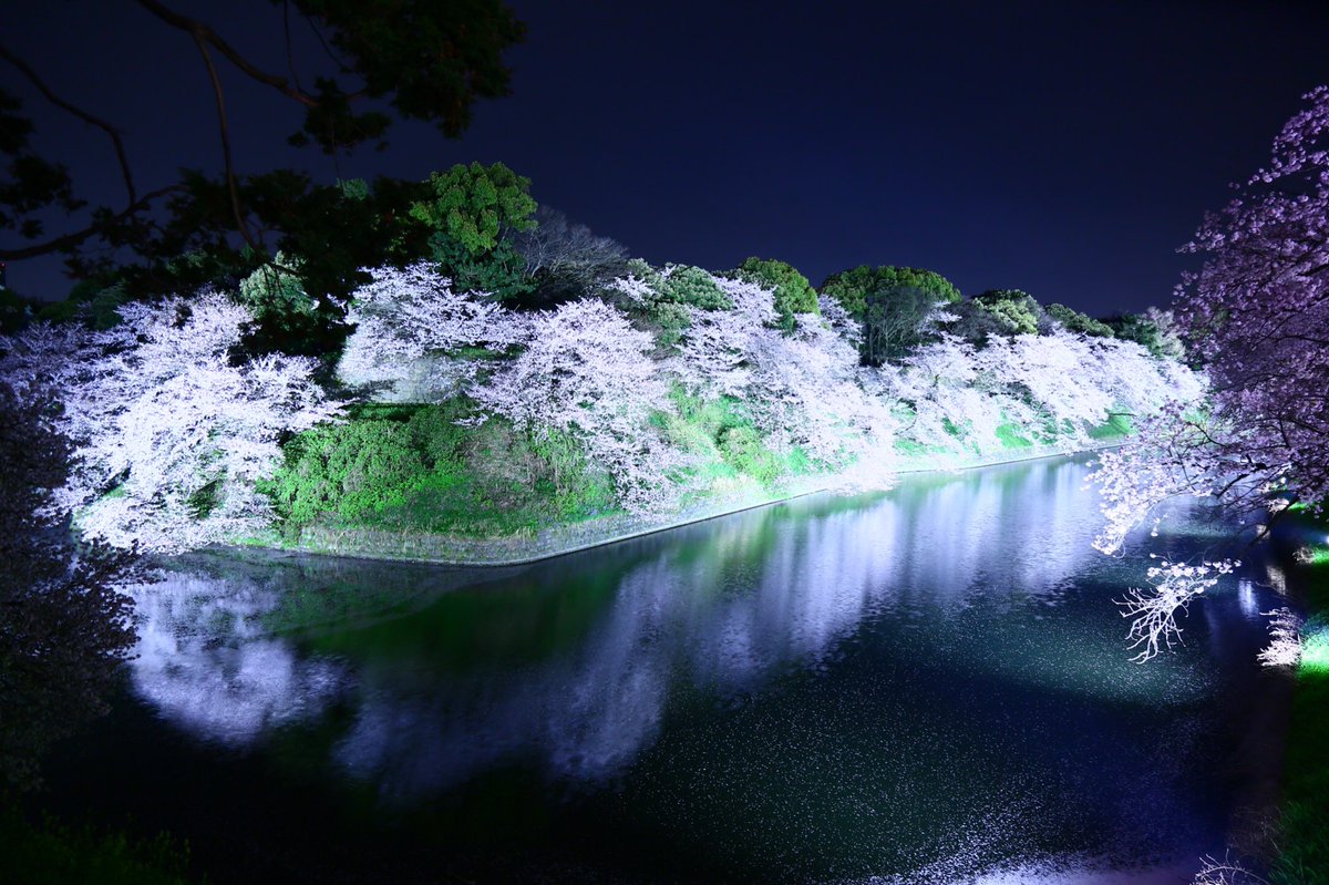 yabusameride's tweet photo. 「お堀さくら」 

#ファインダー越しの私の世界 
#写真撮ってる人と繋がりたい
#フォト基地
#フォトロケット
#イマソラ
#Canon5D https://t.co/nK4YK9llyZ