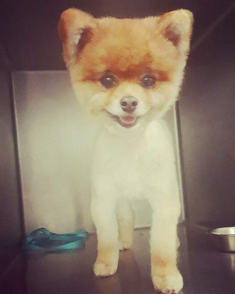 Tin_C_Astro's tweet photo. "Oliver"might just be the cutest dog ever! <3 #pom #Pomeranian #nadiaspetgrooming #teddybear #ted #oliver #dogsofsa… https://t.co/LDSNoG2uma