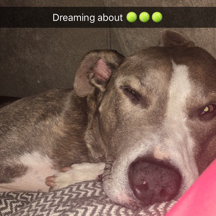 Goodnight <a href="/Pitbullsofinsta/">Pitbullsofinstagram</a> #pitbull