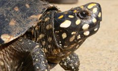 SCONINDIA's tweet photo. Trade of Black pond turtle (Geoclemys hamiltonii ) is rising in India. @turtletweets @turtlesos @turtlesushi https://t.co/JVHZfcVdqo