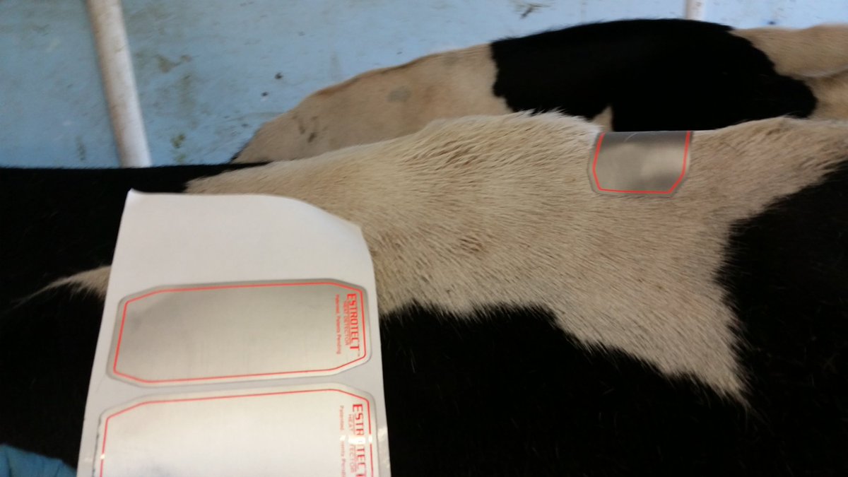 jwpfarming's tweet photo. This morning's task, bit of a hairy job!
Moving the calving block forward.
#prebreeding #estrotect #teamdairy https://t.co/SRvmvmPxvy