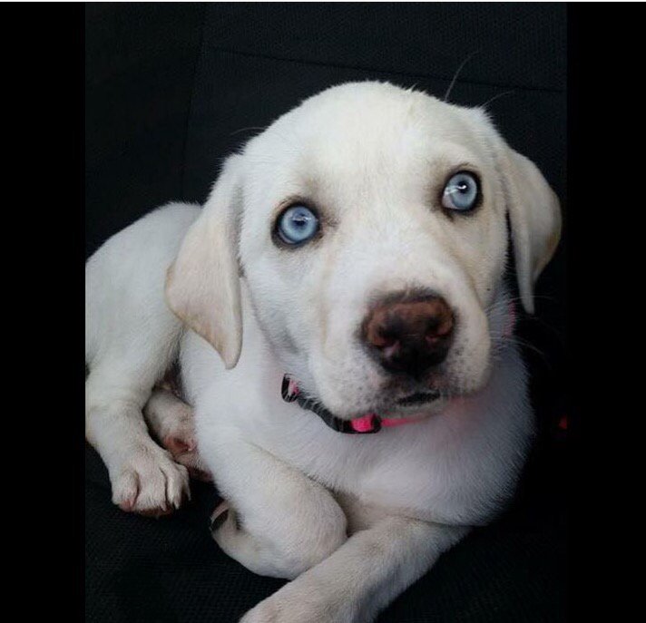 darlotta's tweet photo. Luna girl 🐾 #CuterThanKidChallenge https://t.co/QCaOkfG5qw