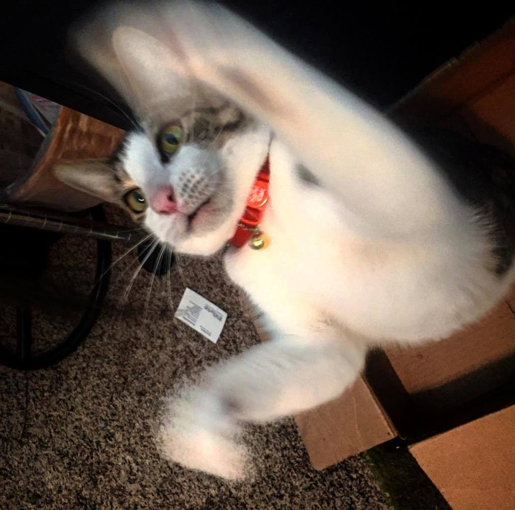Catstagram's tweet photo. #catstagram #γγ by kab529 https://t.co/aZUEdtvFB9 Party paws! #fabfrank #partyhands #partypaws #putyourpawsintheaiβ¦ https://t.co/Wr5lE63TuF