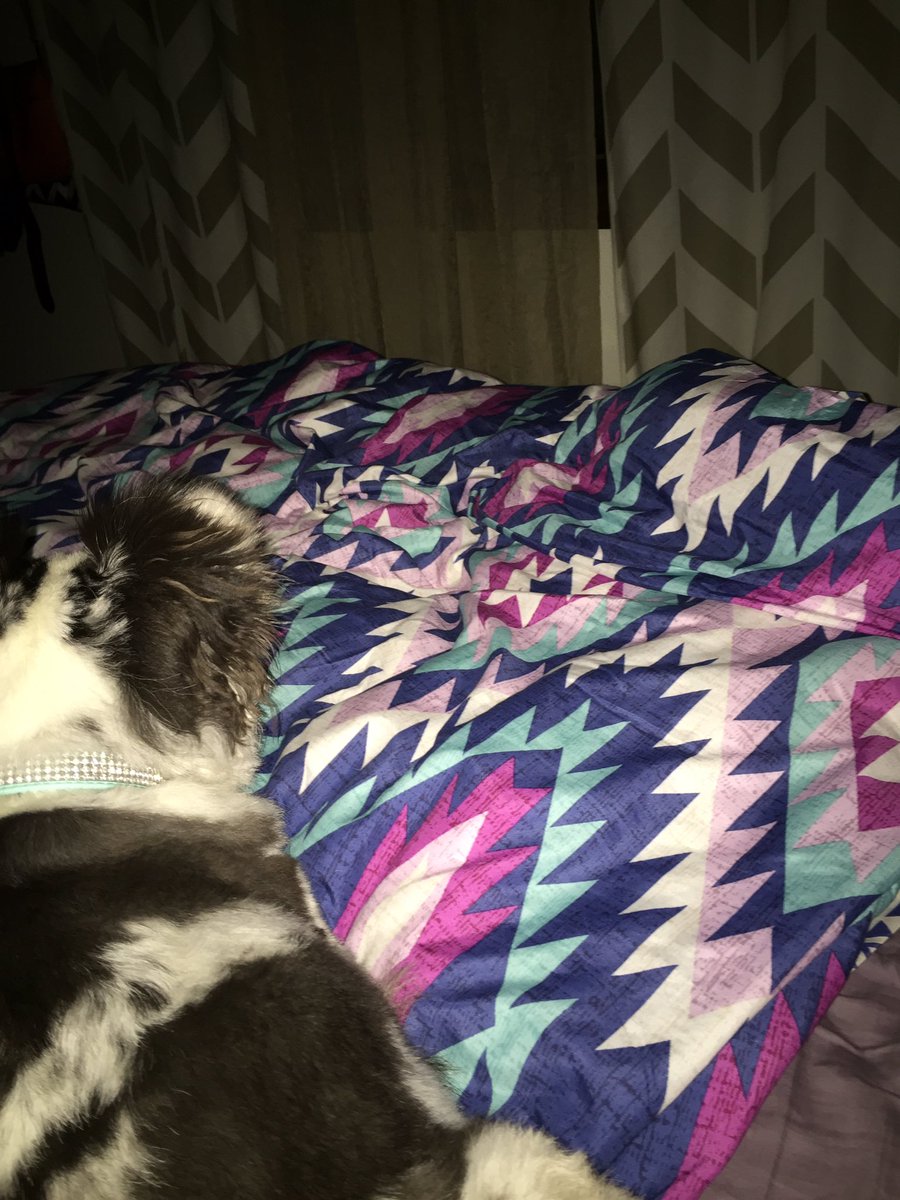alex_edwards9's tweet image. We have the whole bed just the two of us but she lays right next to me. I don&apos;t think she likes storms 😖🐶