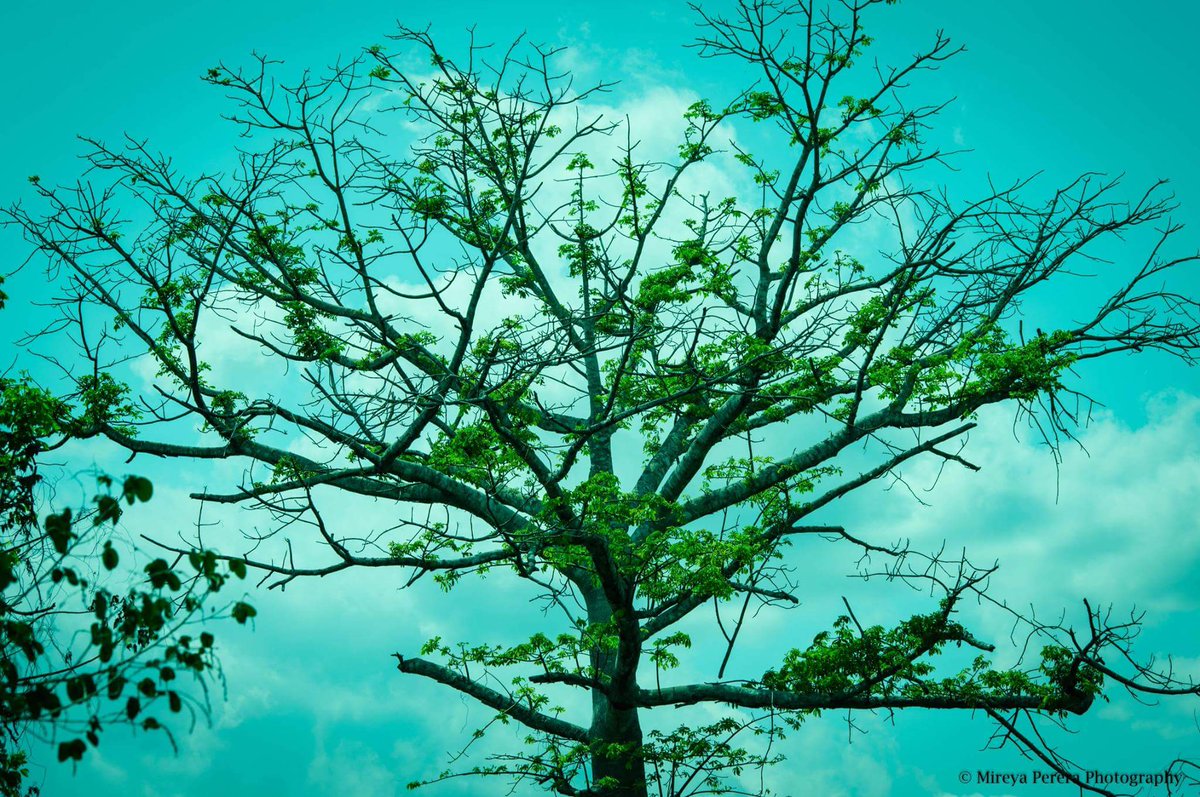 MireyaSally's tweet photo. #lovephotography 
Enamorada de la naturaleza 😍📷 https://t.co/Kw3K6FEd84