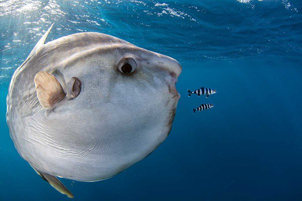 Underwater Earth on X: This fantastic photo of a Mola Mola (Ocean