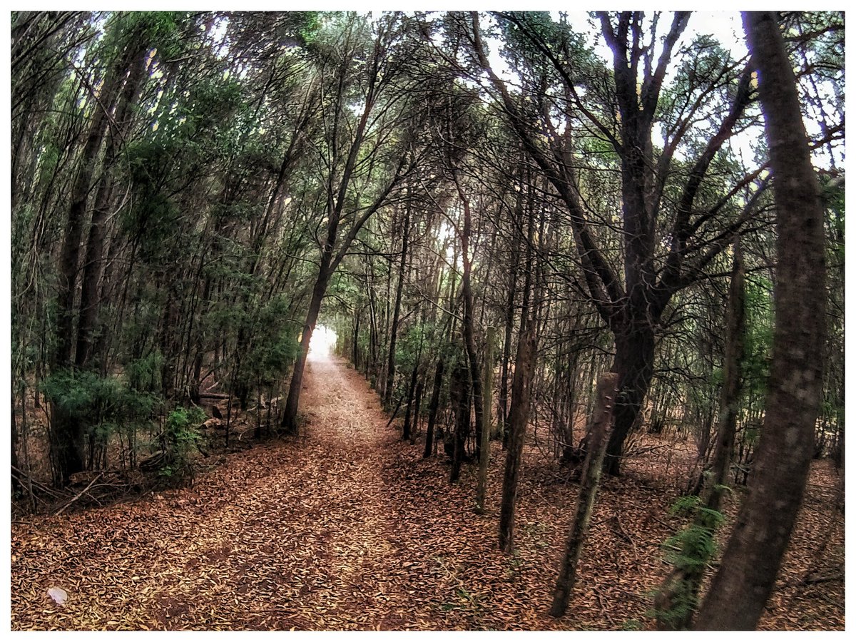 RuralBaiker's tweet photo. Reserva Nacional Federico Albert, Chanco, VII región, Chile.
#ruralbaiker #japymtb #chileoutdoor #chilemtb https://t.co/AqP6hMnBxW