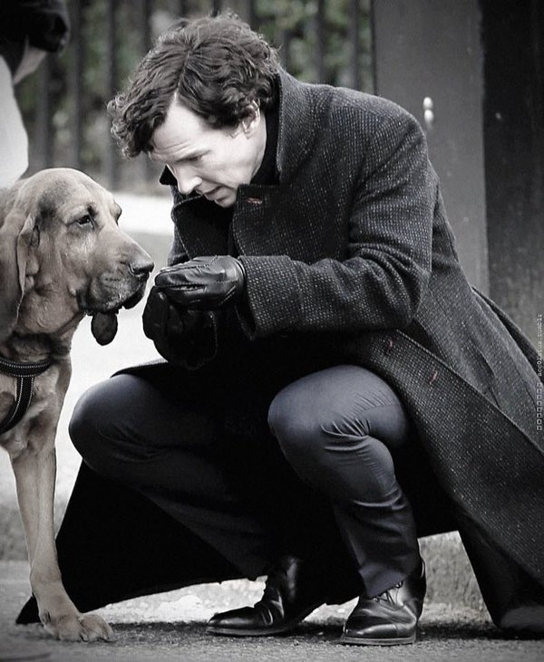 ninagoe's tweet photo. Sherlock and Denver. It could make a great promo pic. Irresitible! #setlock #dogs #Denverlock https://t.co/Axe5BKcNy9