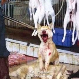 gemmacookvegan's tweet photo. THE WEEKS R FLYING BY. THE DREADFUL THOUGHT OF #yulin CHINESE DOG EATING FESTIVAL SOON HERE. #murderers. #stolenpets https://t.co/QIKD4vJbeq