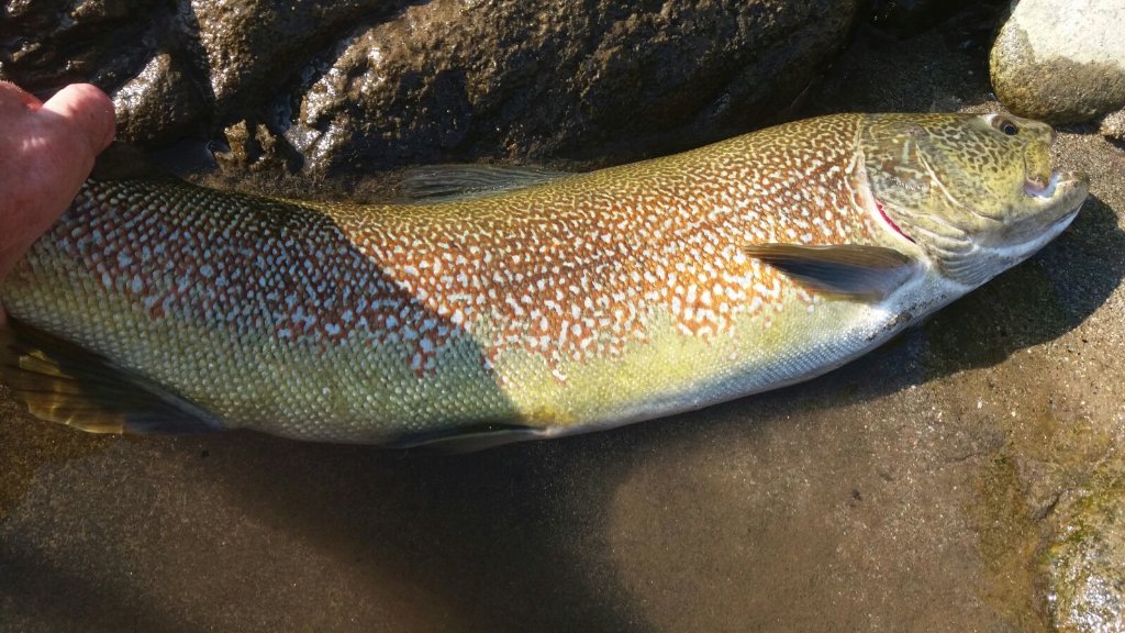 FtNovara's tweet photo. Eccola , e' arrivata ( 74 cm ).#FishingTour Novara https://t.co/g20WVXkgAG
