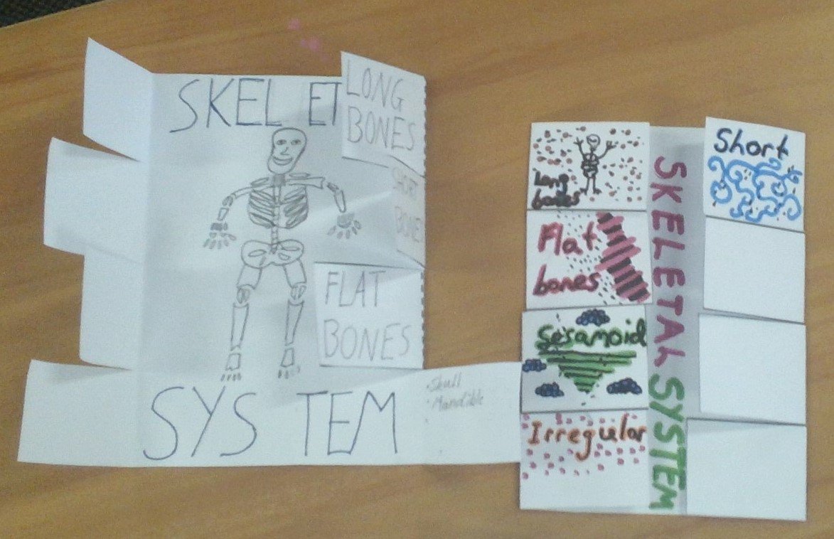FionaF68's tweet photo. My HPE students loved making these interactive notebooks on the skeletal system. Getting back to basics! https://t.co/5P87xGaoGY