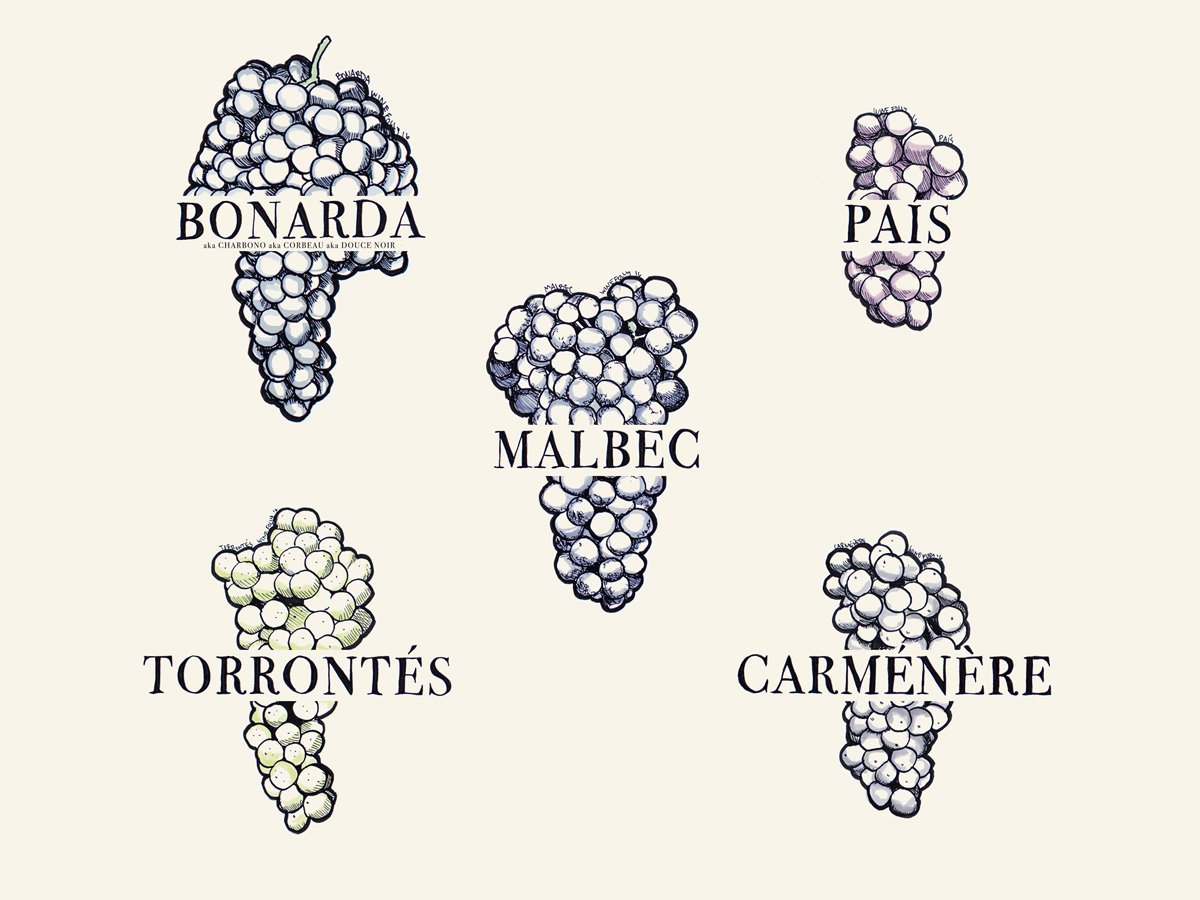 alawine's tweet photo. 5 South American Wine Varieties You Ne... https://t.co/3JwAI9vvGr via @winefolly #wine | https://t.co/EQ9rYoNFu3 https://t.co/hsyHDWsV8x