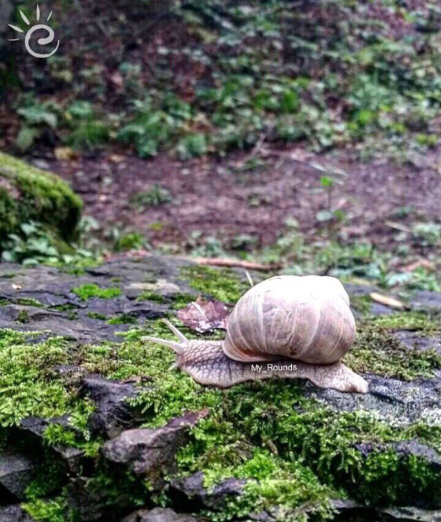 ejazti's tweet photo. أيام الإسبوع تشبه هذا الكائن الوقور 😬
#صباح_الخير https://t.co/1pwGSHTsGM