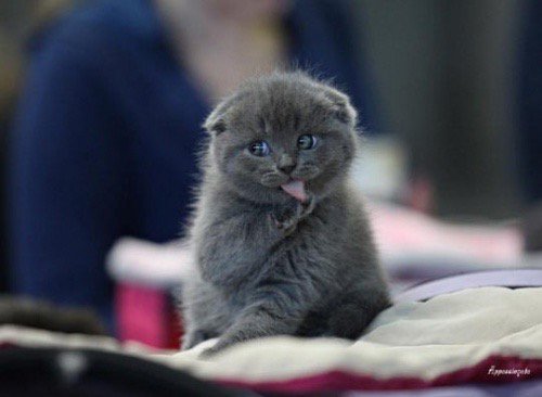 The Cult Cat tweet media