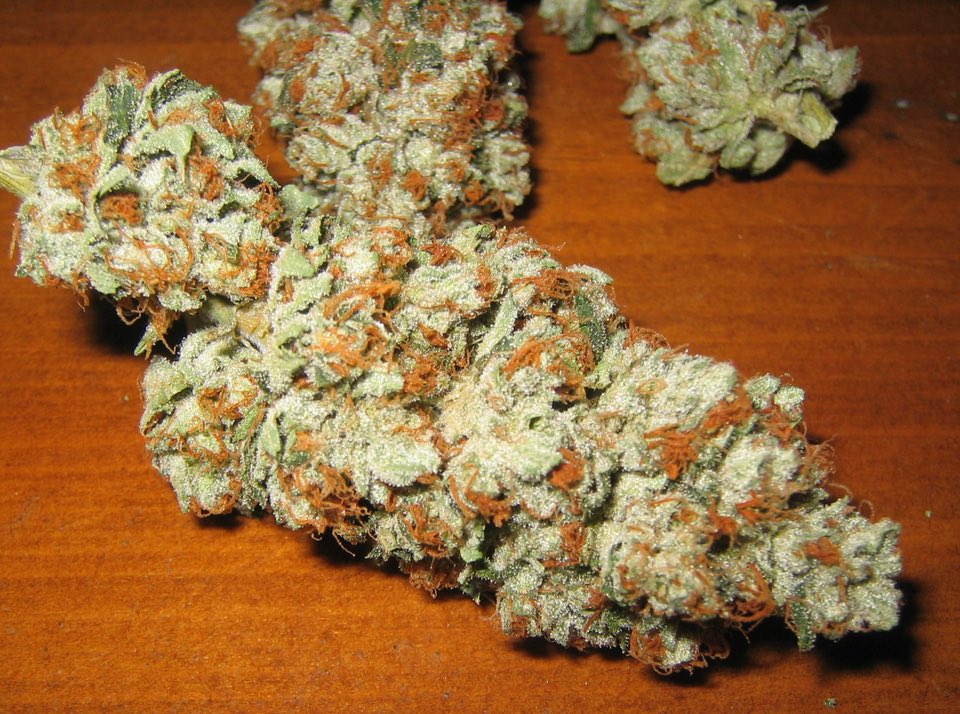 DankNugPlug's tweet photo. Dank ready to be shipped cross country. 

Hmu for low prices and loud trees. 💯🔥🍁 https://t.co/XCqauOuX95